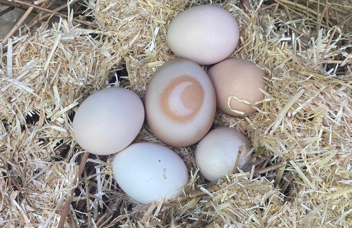 Hilal görüntülü yumurta ilgi çekiyor