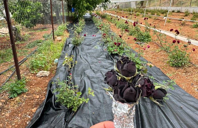 Şanlıurfa'da karagül hasadı başladı
