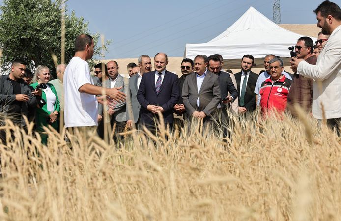 Şanlıurfa'da uluslararası buğday hasadı festivali