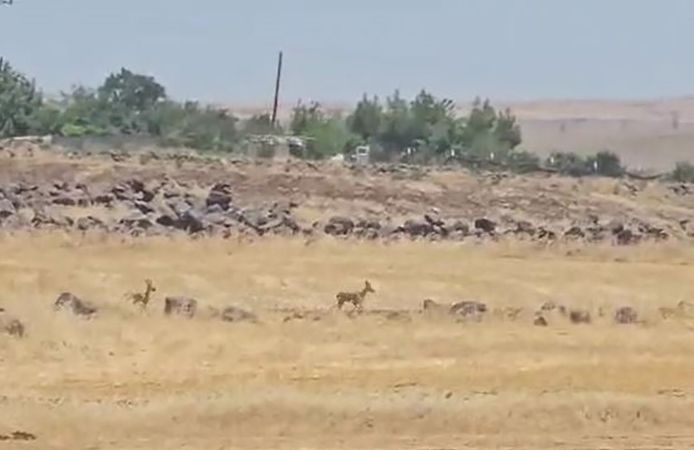 Urfa Bozkırında Sessiz Misafirler: Koruma Altındaki İki Ceylan Siverek’te Kamerada
