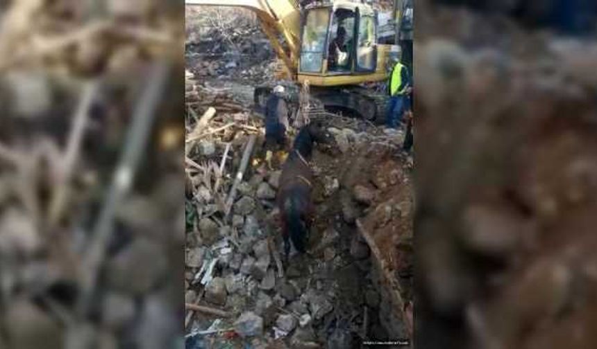 Depremin 20’nci gününde bir at enkazdan canlı olarak kurtarıldı