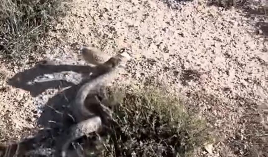 Siverek'te en zehirli yılanlardan olan engerek yılanı görüldü