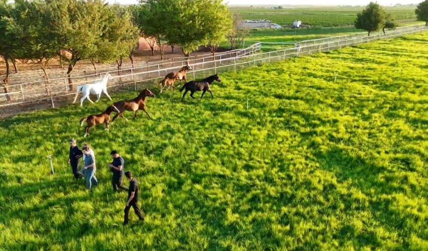 Suruç'un 'Safkan' yarış atları sahiplerine milyonlar kazandırıyor
