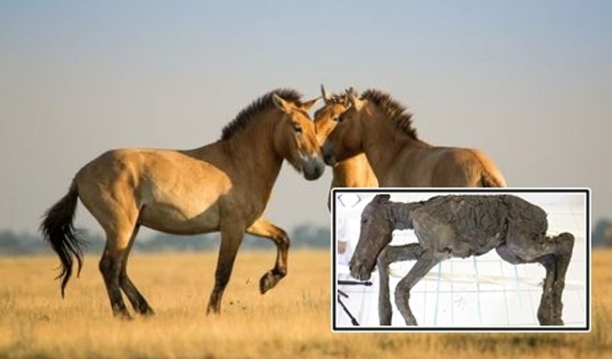 Sibirya'da Keşfedilen 40 bin yıl öncesine Ait korunmuş at fosili bulundu