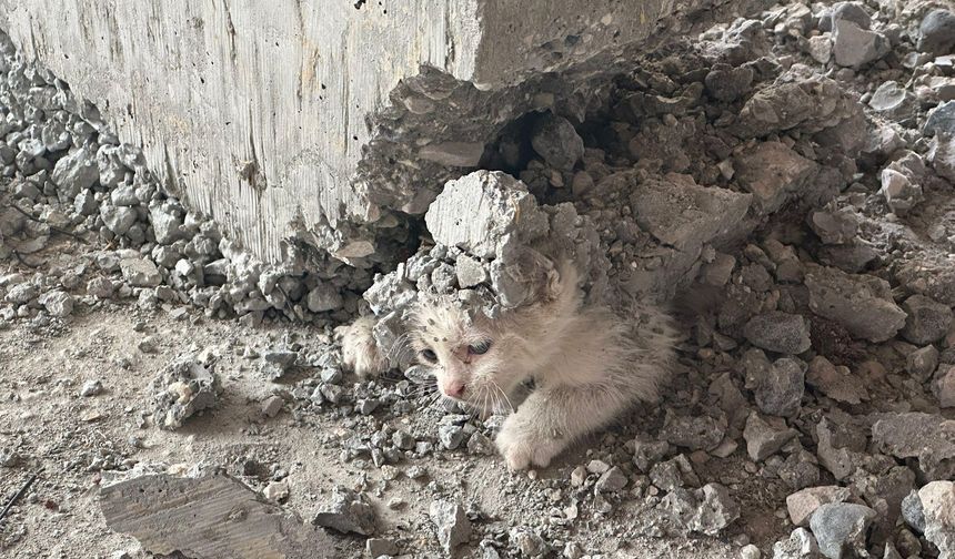 Urfa'da Kalıbın içerisine giren kedinin üzerine beton döküldü
