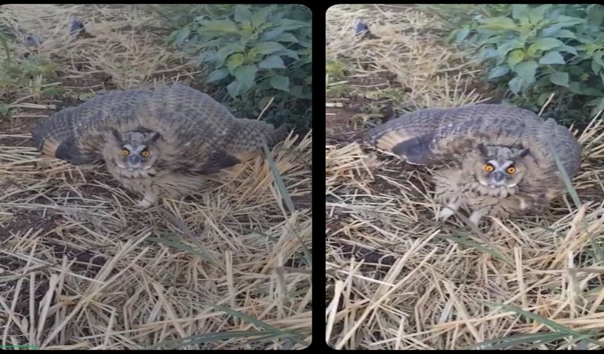 Sıcakların Sessiz Kurbanı: Siverek’te Baykuşu Vatandaşlar Kurtardı
