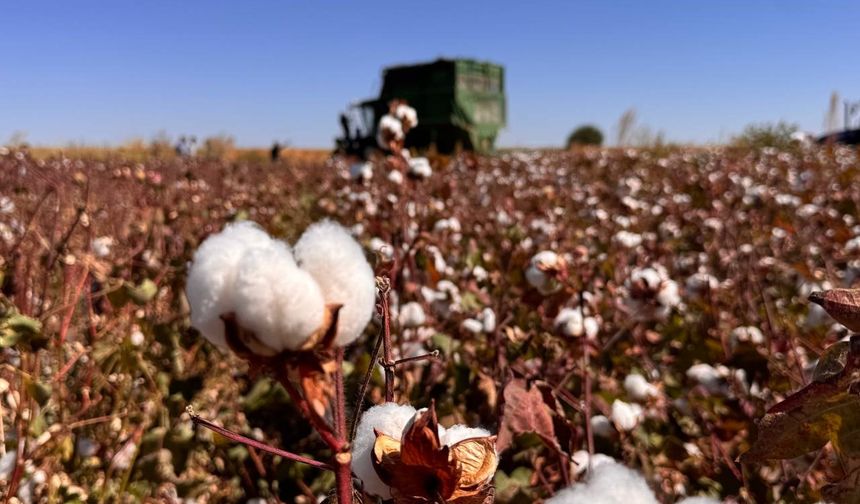Türkiye Pamuğunun Kalbi: Şanlıurfa’da Hasat Zamanı