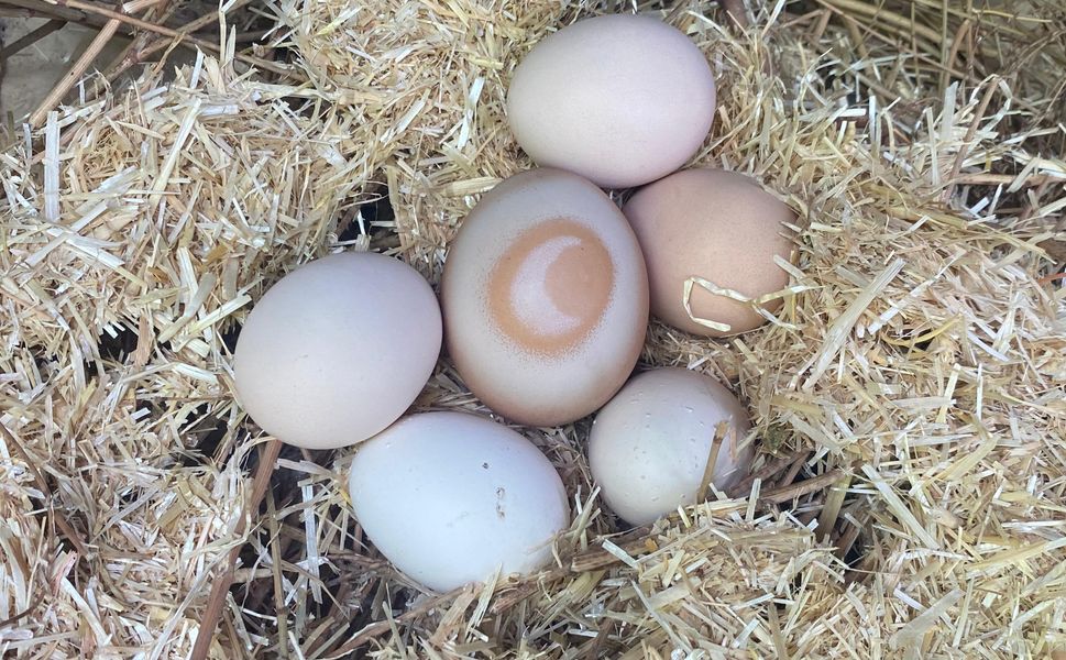 Hilal görüntülü yumurta ilgi çekiyor