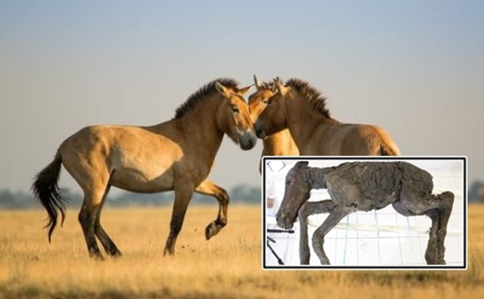 Sibirya'da Keşfedilen 40 bin yıl öncesine Ait korunmuş at fosili bulundu