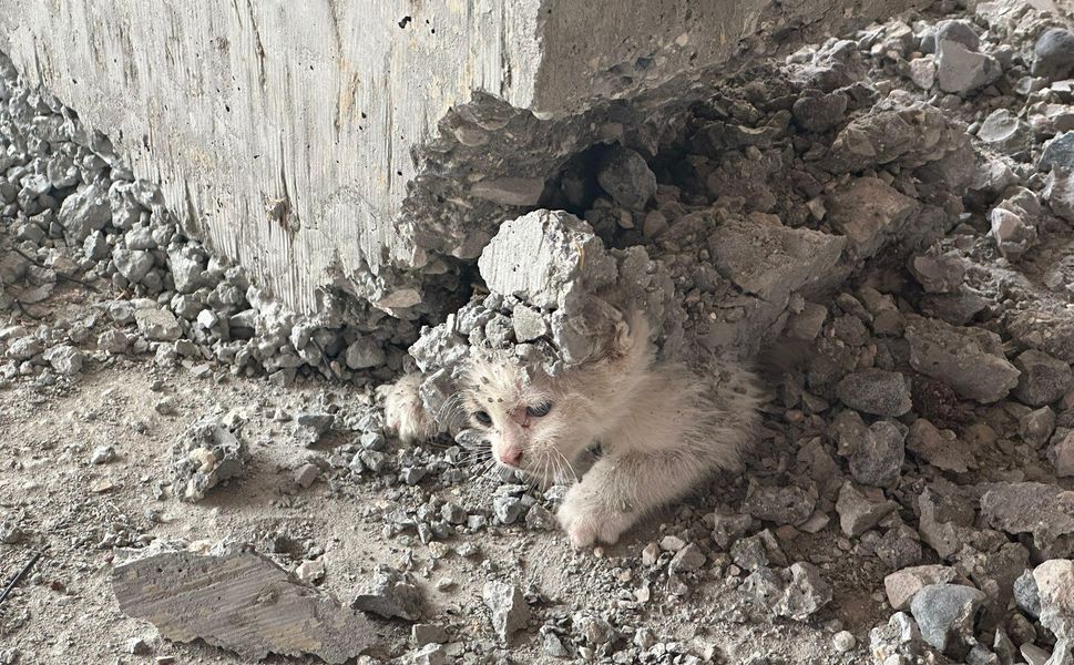 Urfa'da Kalıbın içerisine giren kedinin üzerine beton döküldü