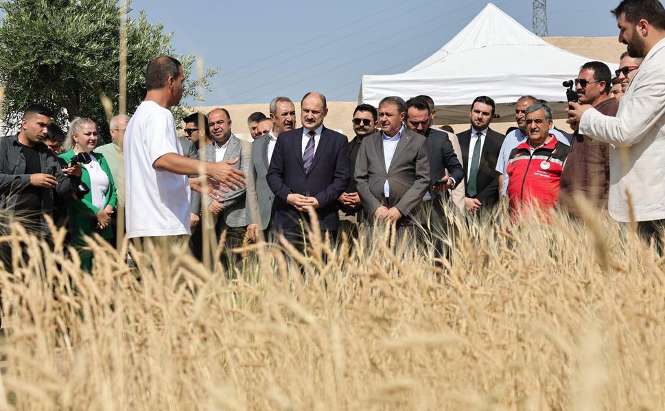Şanlıurfa'da uluslararası buğday hasadı festivali