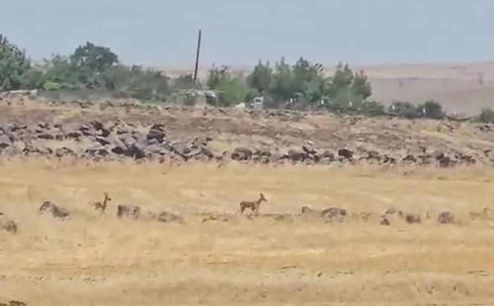 Urfa Bozkırında Sessiz Misafirler: Koruma Altındaki İki Ceylan Siverek’te Kamerada