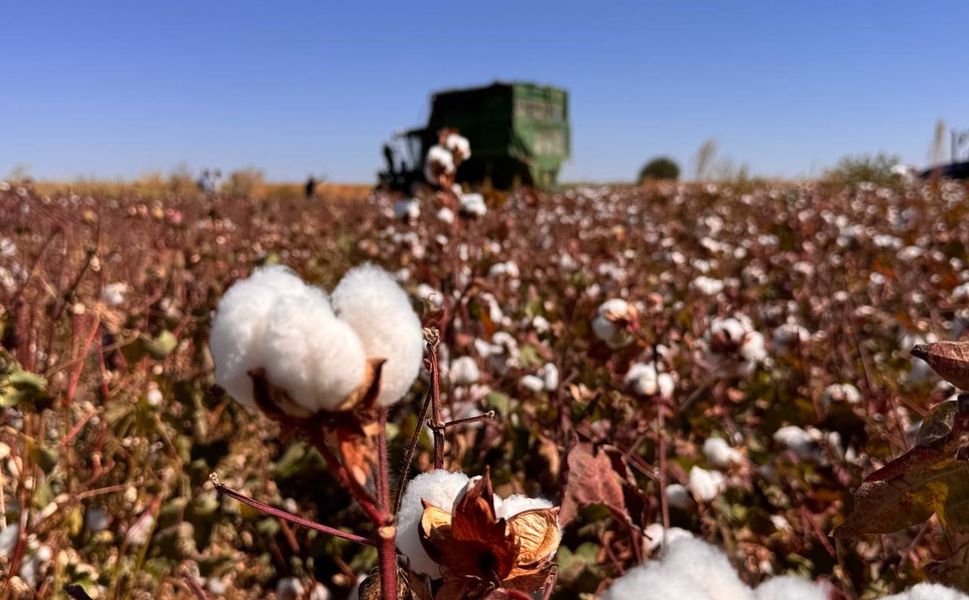 Türkiye Pamuğunun Kalbi: Şanlıurfa’da Hasat Zamanı
